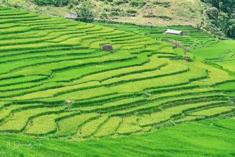 Green rice terraces in Northern Vietnam.