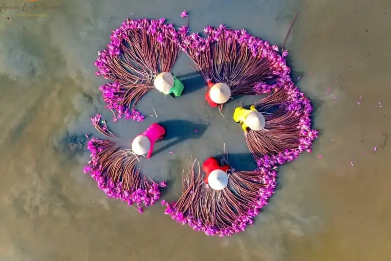Mekong Delta Water Lily Harvest