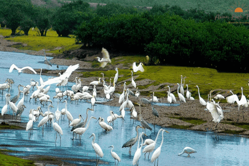 Can Gio Mangrove Biosphere Reserve (6)