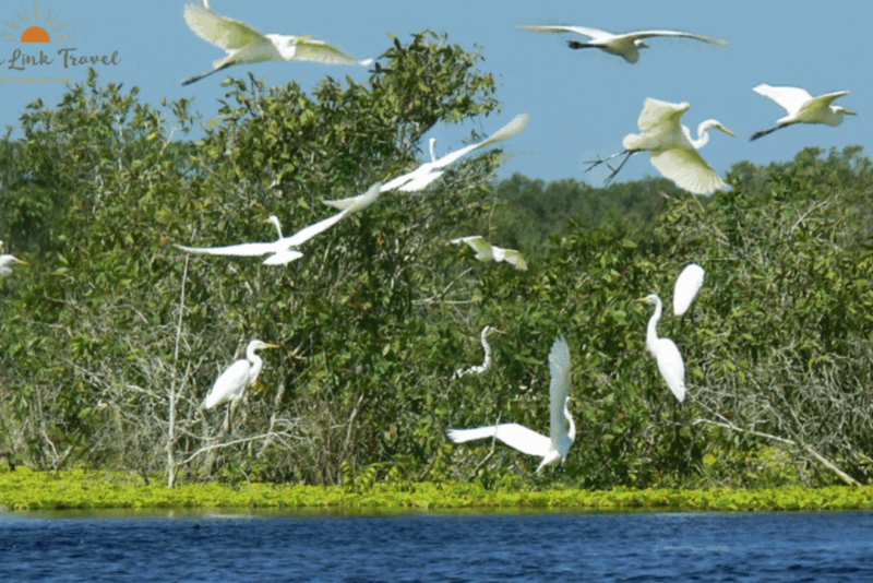 Can Gio Mangrove Biosphere Reserve (7)