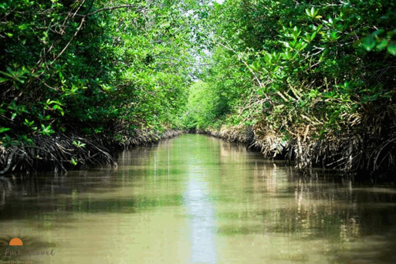Discover Can Gio Biosphere Reserve by Canoe – Where Nature Comes Alive