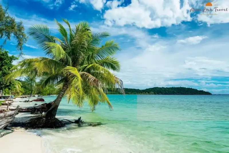 Koh Rong Beach Palm Tree Cambodia