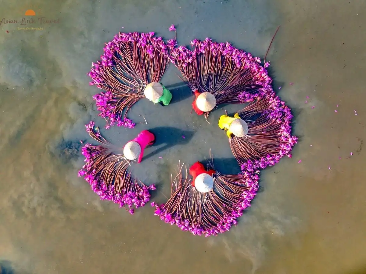 Mekong Delta Water Lily Harvest