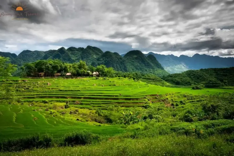 Pu Luong Terraced Fields