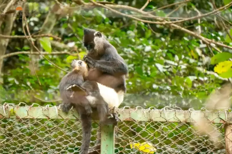 Cuc Phuong Langur Monkeys