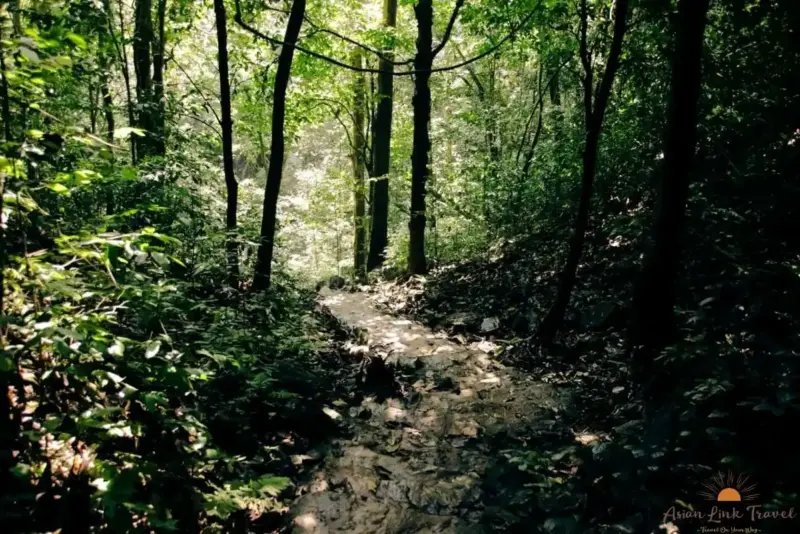 Cuc Phuong Rainforest Trail