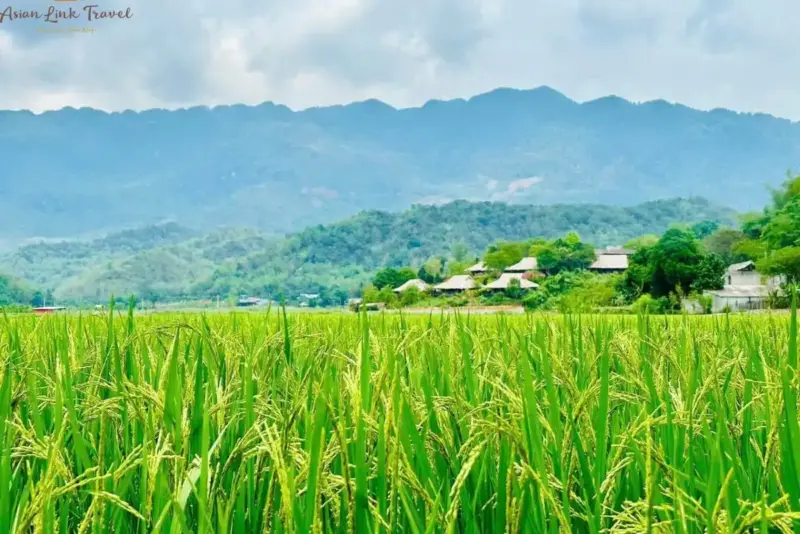 Mai Chau Green Rice Fields