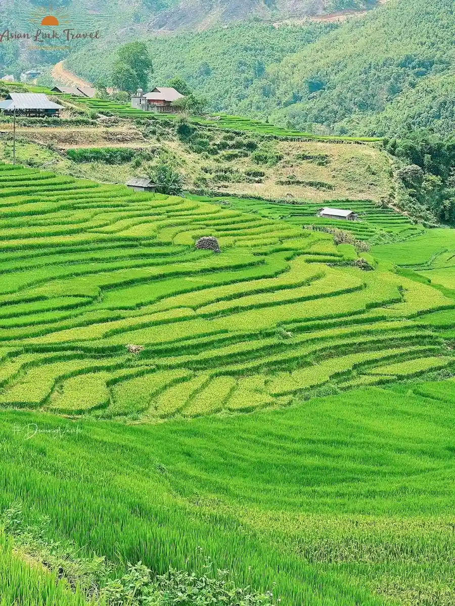 Green rice terraces in Northern Vietnam.