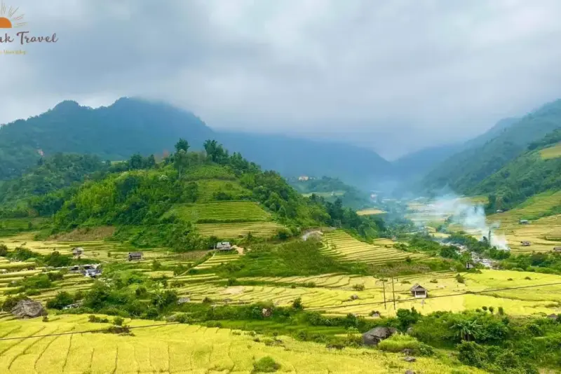 Golden rice terraces in Northern Vietnam