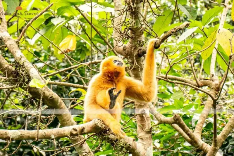 Cuc Phuong Endangered Primate