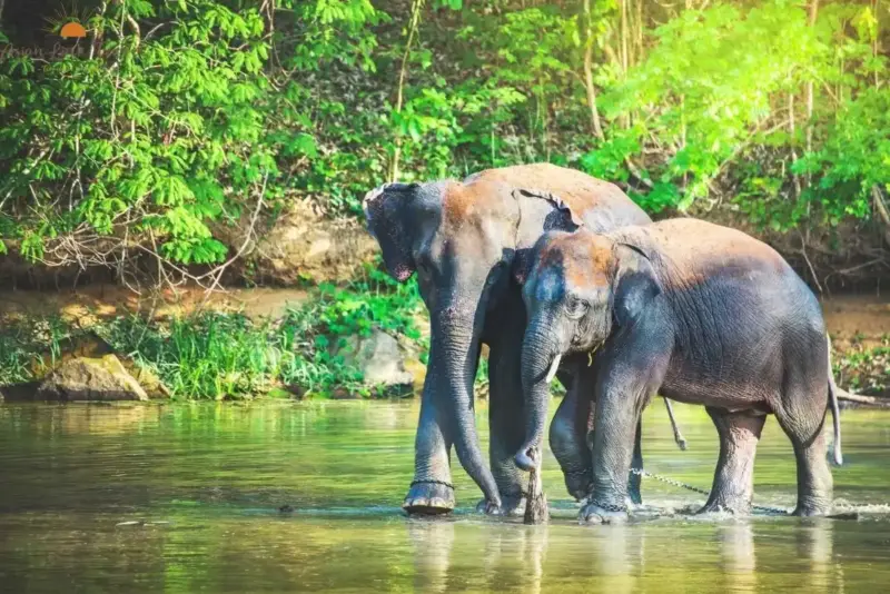 Laos Elephants