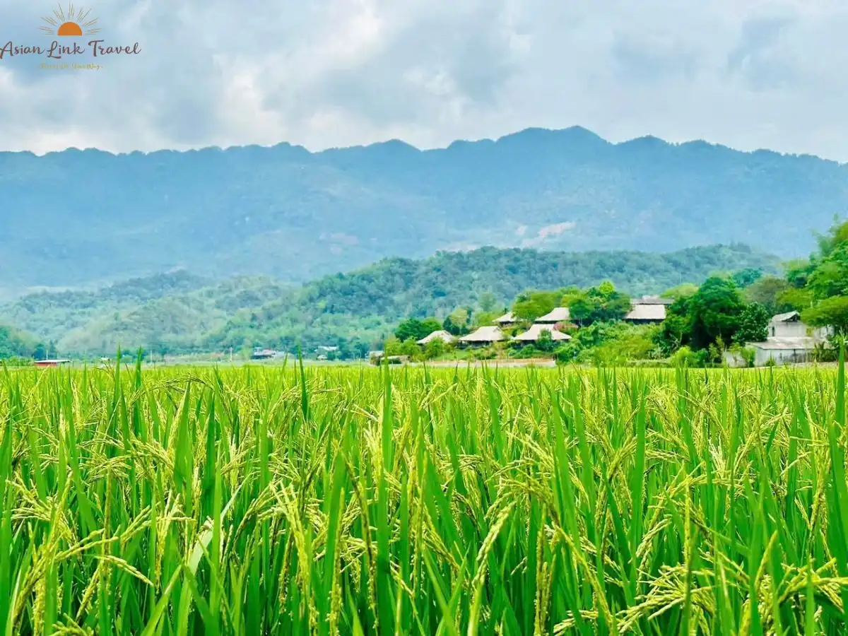 Mai Chau Green Rice Fields