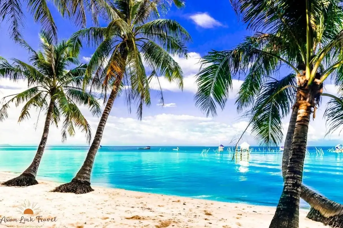 Phu Quoc Coconut Trees