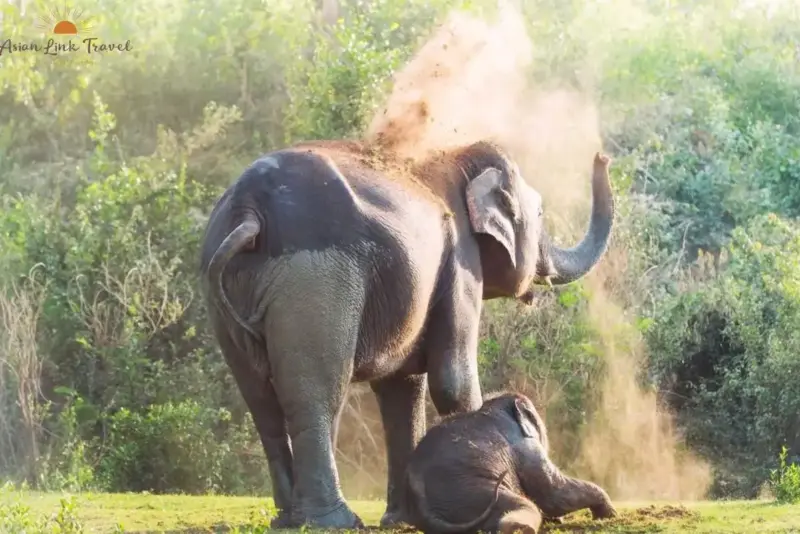 Chiang Mai elephant sanctuary experience